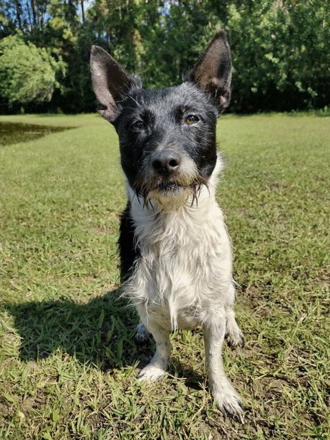 A black and white dog standing in the grass.