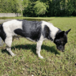 A black and white dog eating grass near a pond.