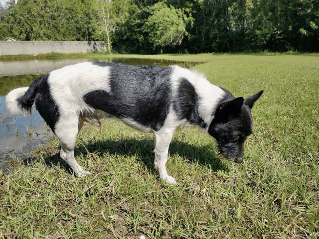 A black and white dog eating grass near a pond.