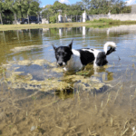 A black and white dog swimming in a pond.