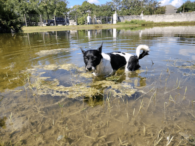 A black and white dog swimming in a pond.