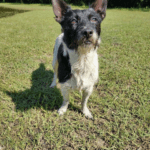 A black and white dog standing in the grass.