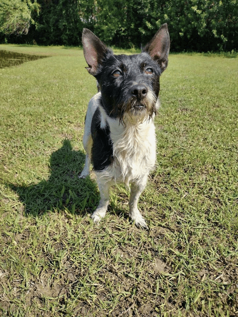 A black and white dog standing in the grass.