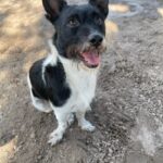 A black and white dog standing on dirt.