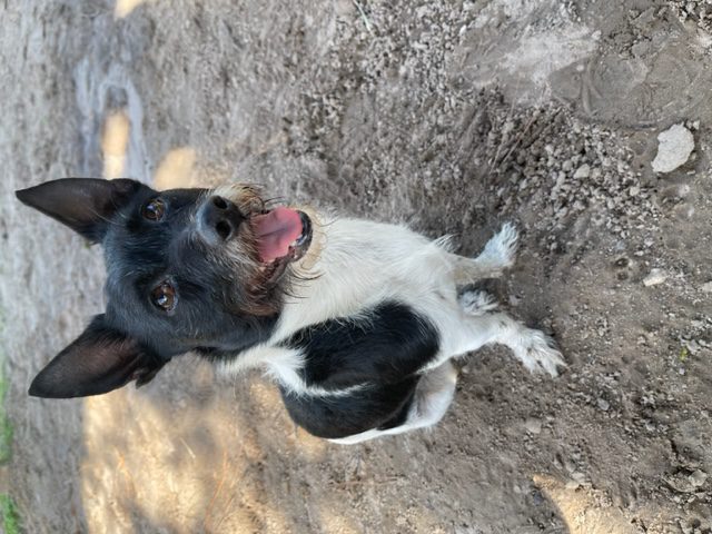 A black and white dog standing on dirt.