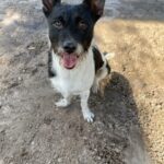 The Dog With Tongue Out in White and Black Color Fur