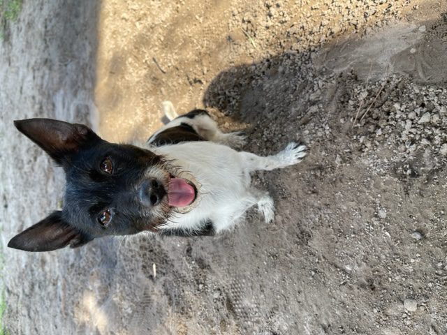 The Dog With Tongue Out in White and Black Color Fur