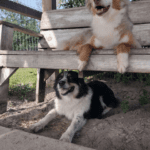 Two dogs laying on a wooden bench.