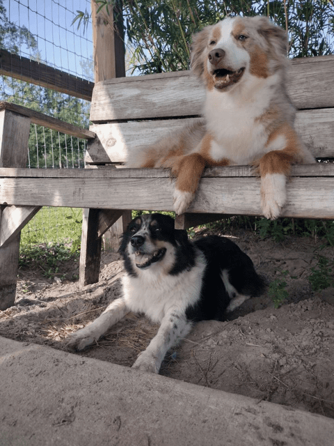 Two dogs laying on a wooden bench.