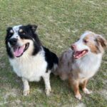 Two dogs standing in the grass with their tongues out.