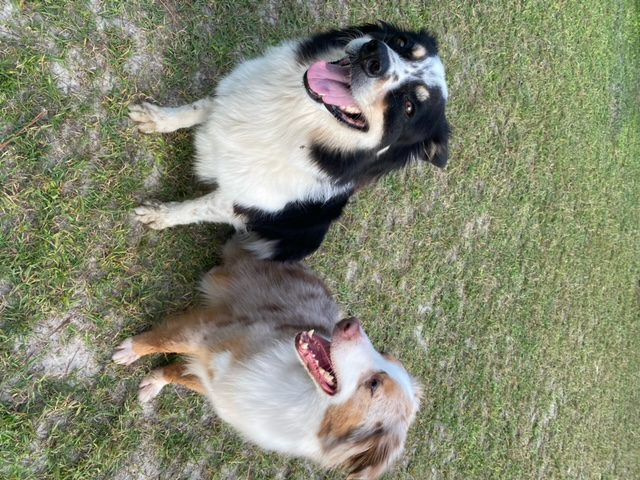 Two dogs standing in the grass with their tongues out.