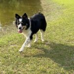 A black and white dog walking near a pond.