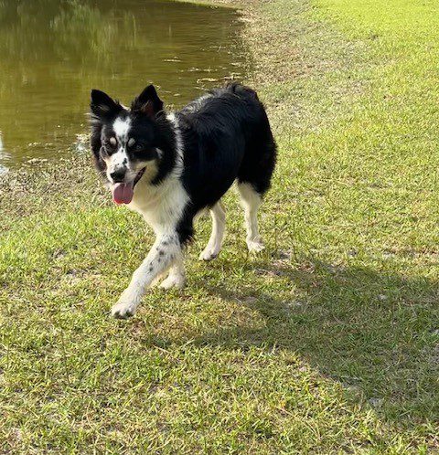 A black and white dog walking near a pond.