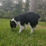 A black and white dog eating grass in a yard.