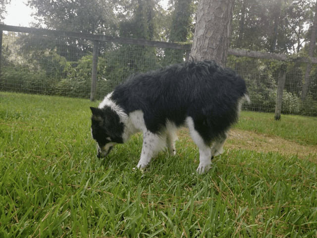 A black and white dog eating grass in a yard.