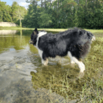 A black and white dog standing in a pond.