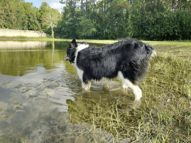 A black and white dog standing in a pond.