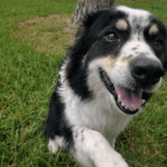 A black and white dog is standing in the grass.