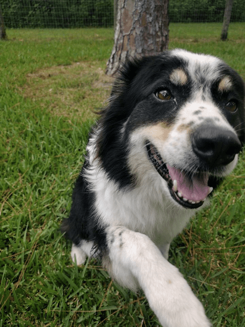 A black and white dog is standing in the grass.