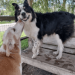 Two dogs are sitting on a bench next to each other.