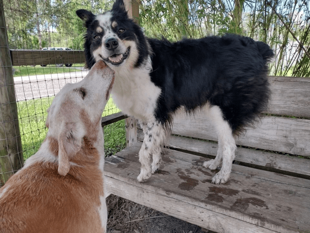 Two dogs are sitting on a bench next to each other.