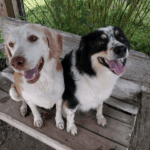 Two dogs sitting on a wooden bench.