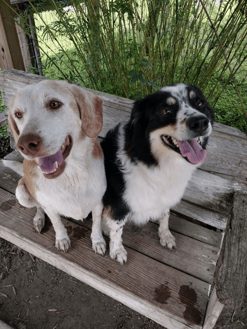 Two dogs sitting on a wooden bench.