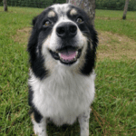 The Front Section of a Dog in White and Black Fur