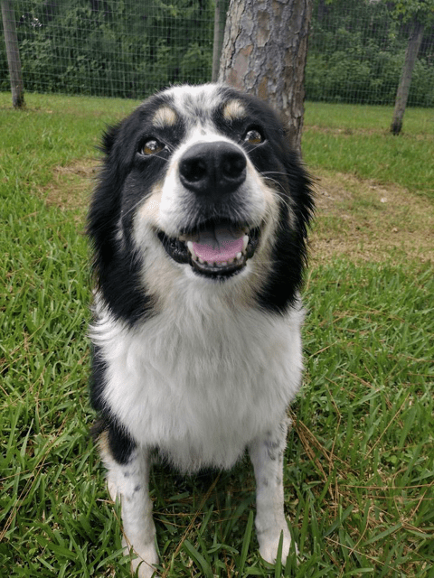 The Front Section of a Dog in White and Black Fur