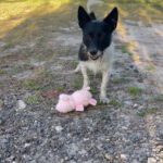 A black and white dog is playing with a pink stuffed animal.