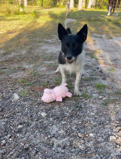 A black and white dog is playing with a pink stuffed animal.