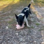 A black and white chihuahua playing with a pink toy.