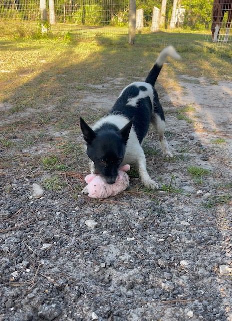 A black and white chihuahua playing with a pink toy.