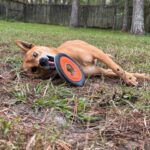 A dog laying on the ground with a frisbee in its mouth.