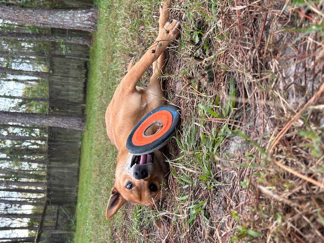 A dog laying on the ground with a frisbee in its mouth.