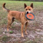 A brown dog with a frisbee in its mouth.