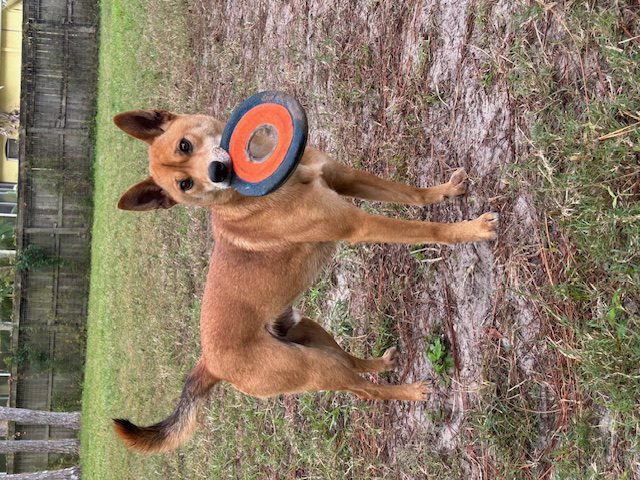 A brown dog with a frisbee in its mouth.