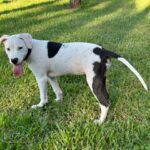 A black and white dog is standing in the grass.