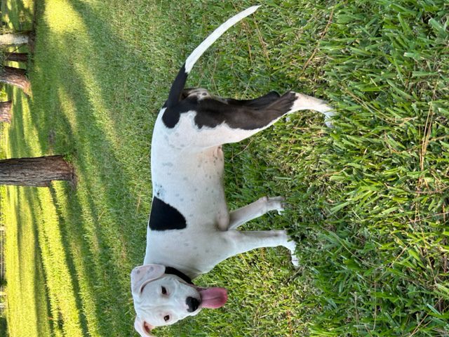 A black and white dog is standing in the grass.