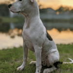 A white and brown dog sitting on grass near a lake.