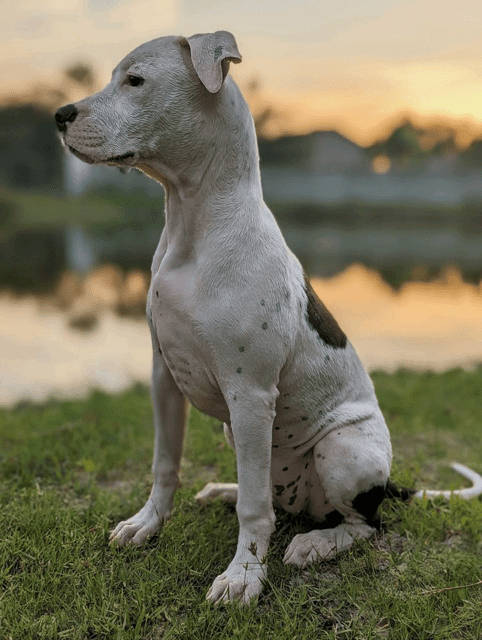 A white and brown dog sitting on grass near a lake.