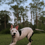 A black and white dog running in the grass.