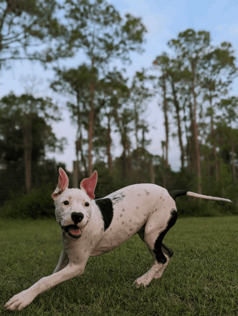 A black and white dog running in the grass.
