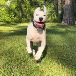 Person, an adoptable pit bull terrier & chihuahua mix in jacksonville, fl.