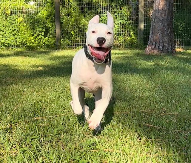 Person, an adoptable pit bull terrier & chihuahua mix in jacksonville, fl.