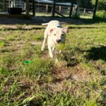 A white dog playing with a frisbee in the grass.
