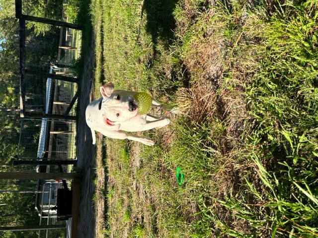 A white dog playing with a frisbee in the grass.