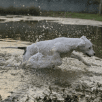 A white dog playing in a pond.