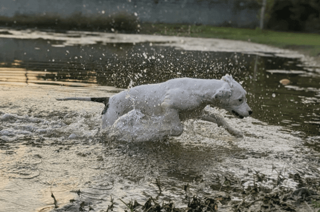 A white dog playing in a pond.