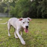 A white dog running in a grassy field.